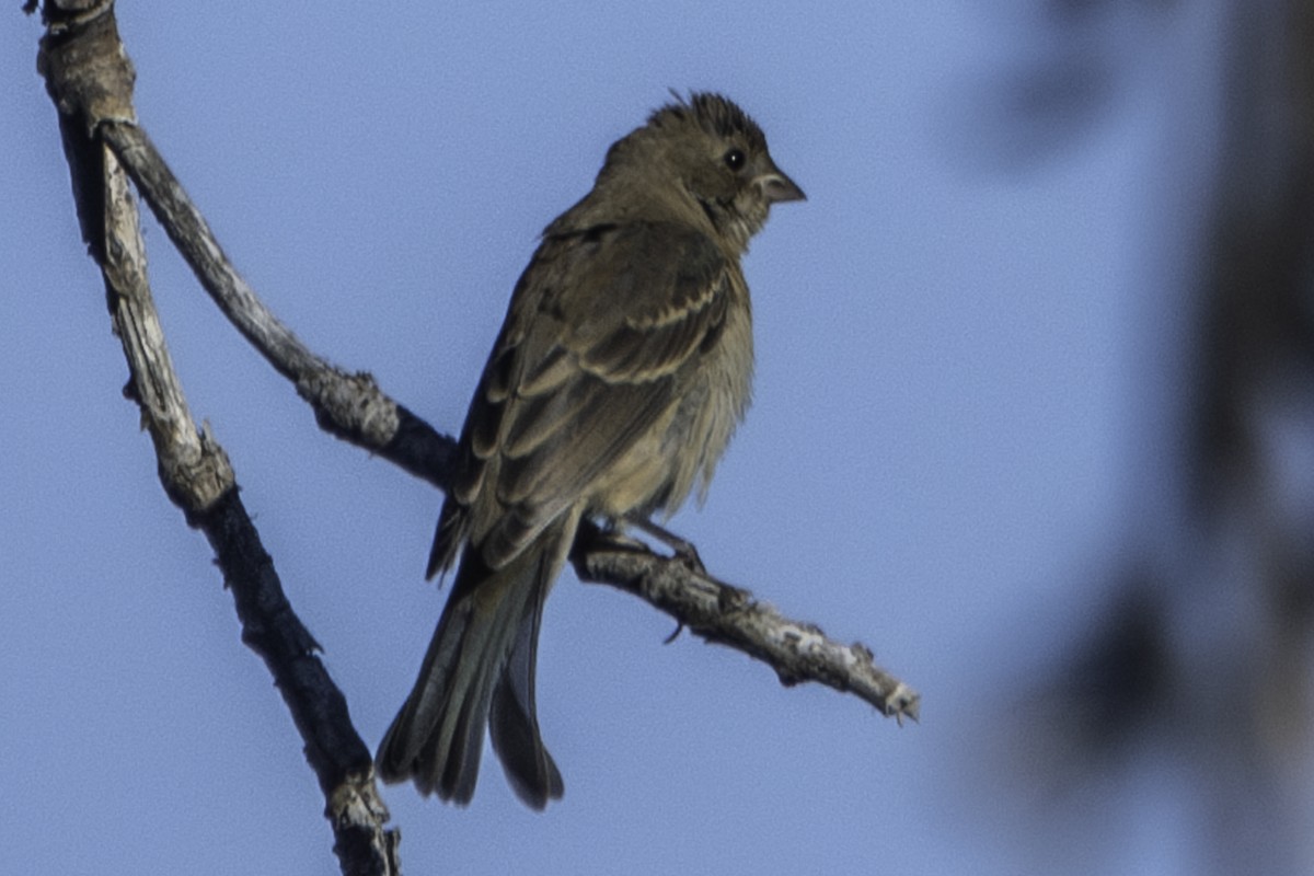 Lazuli Bunting - ML620778961