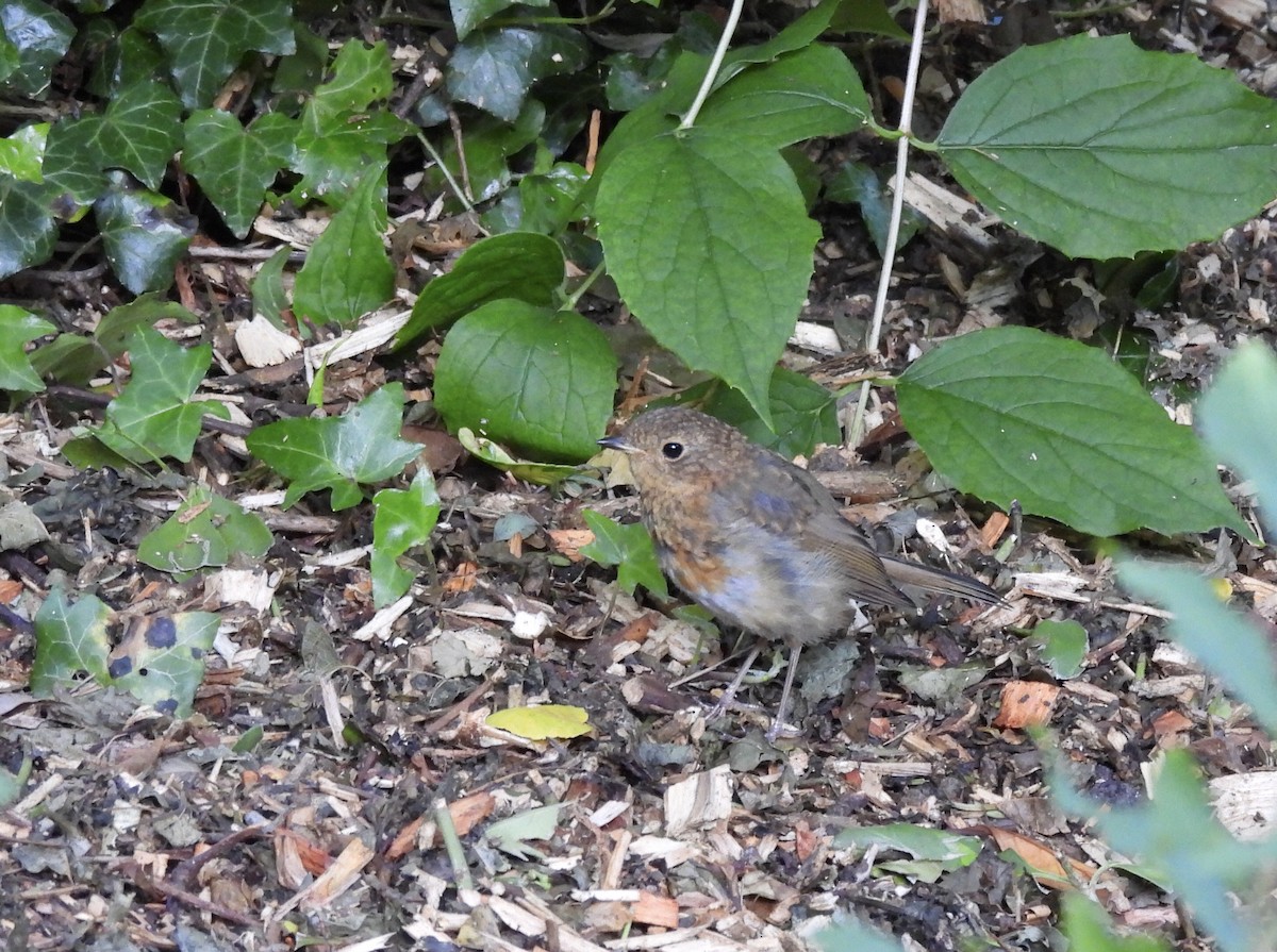 European Robin - ML620778962