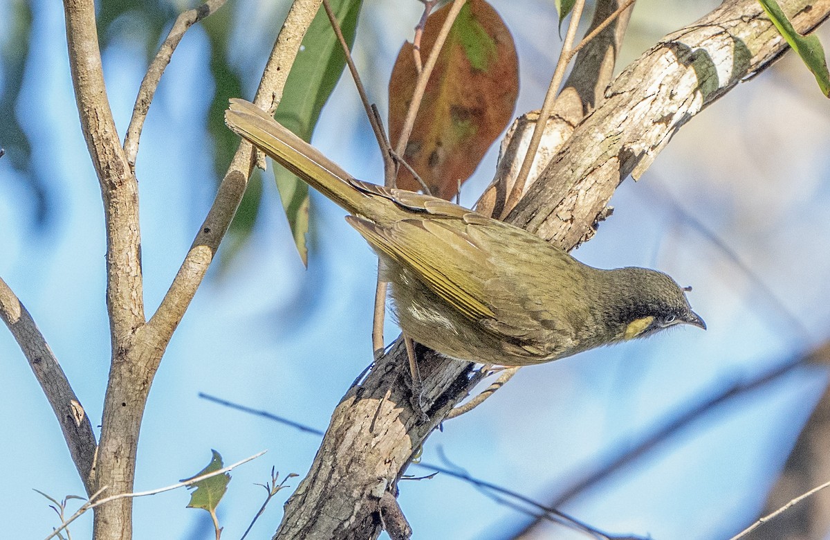 Lewin's Honeyeater - ML620778963