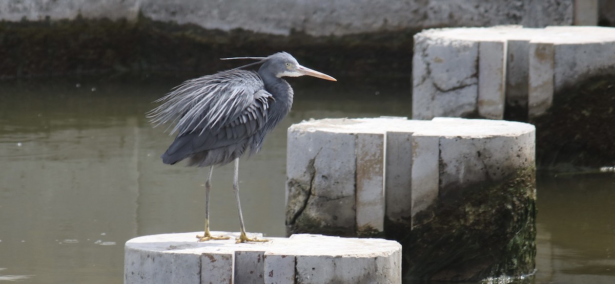 Western Reef-Heron - ML620778965