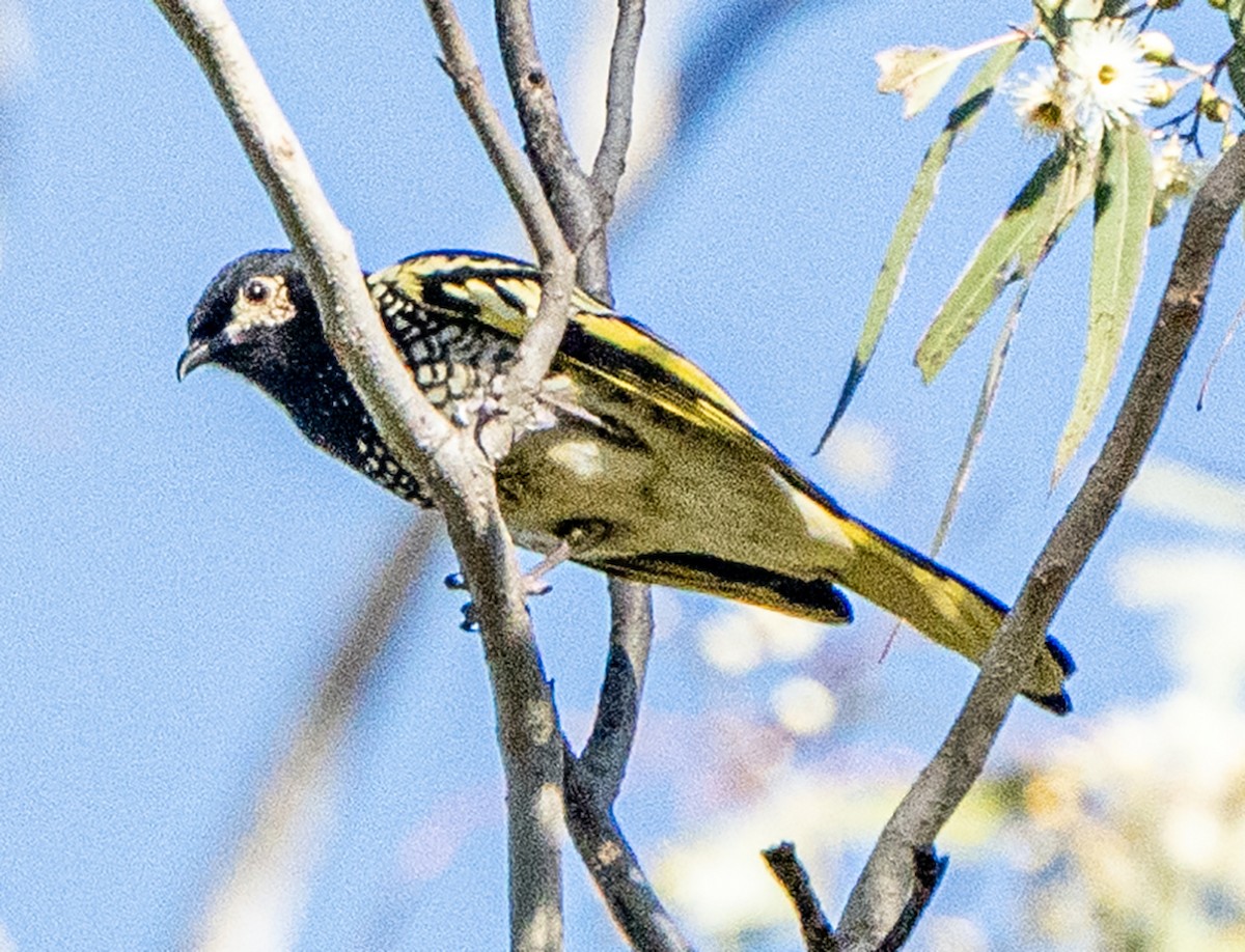 Regent Honeyeater - ML620778967