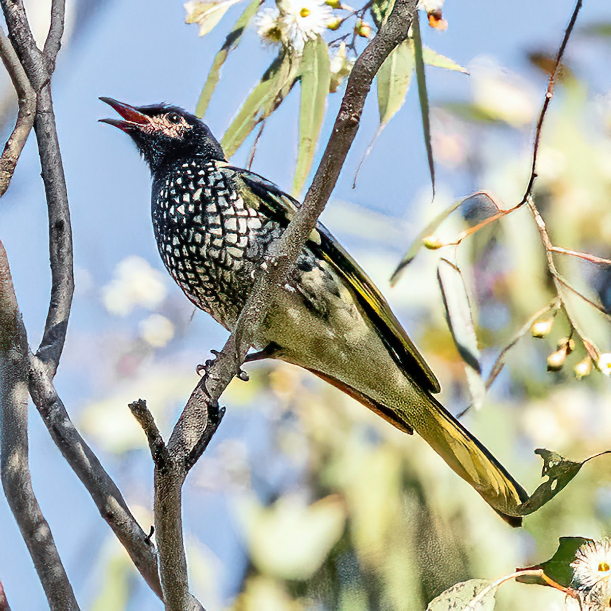 Regent Honeyeater - ML620778968