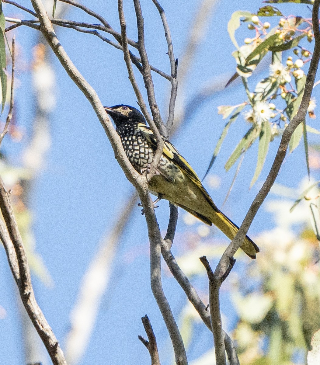 Regent Honeyeater - David Carson