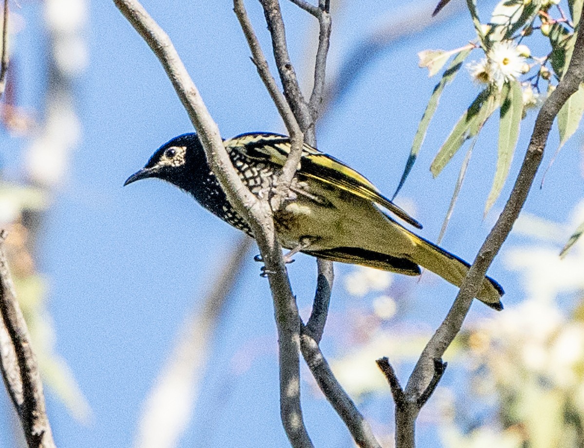 Regent Honeyeater - David Carson