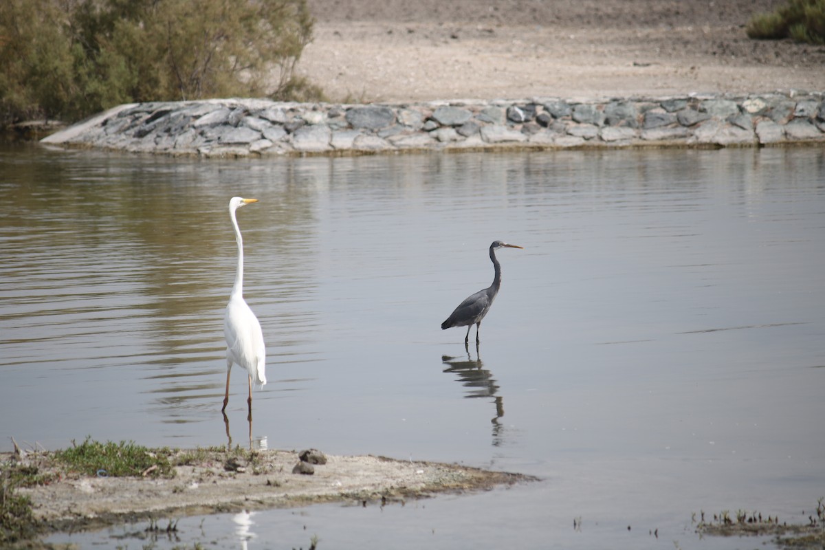 Great Egret - Deepak Gujar