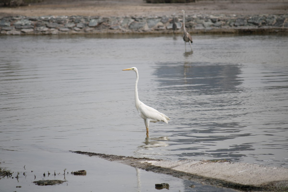 Great Egret - ML620778976