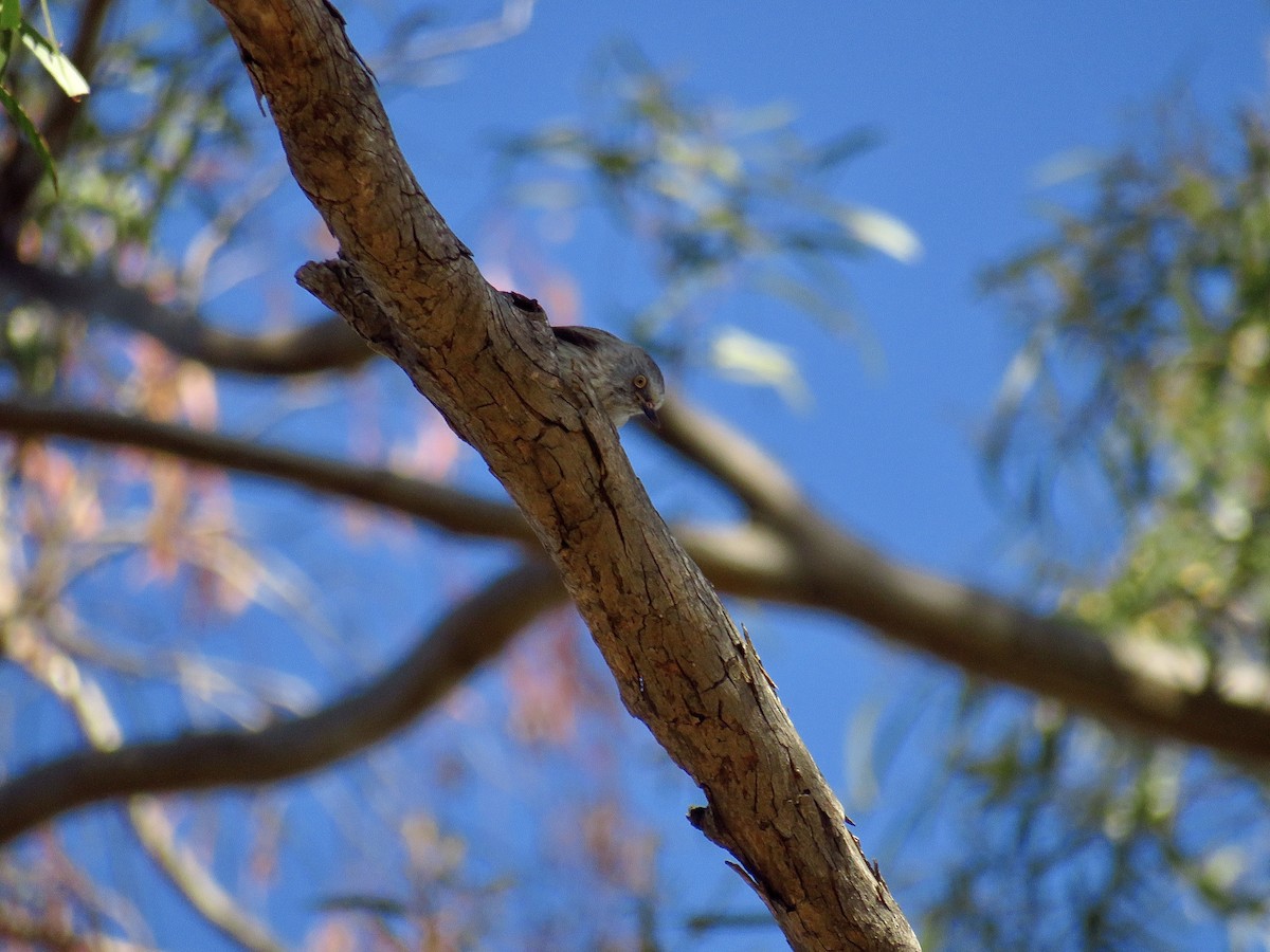 Varied Sittella - ML620778978