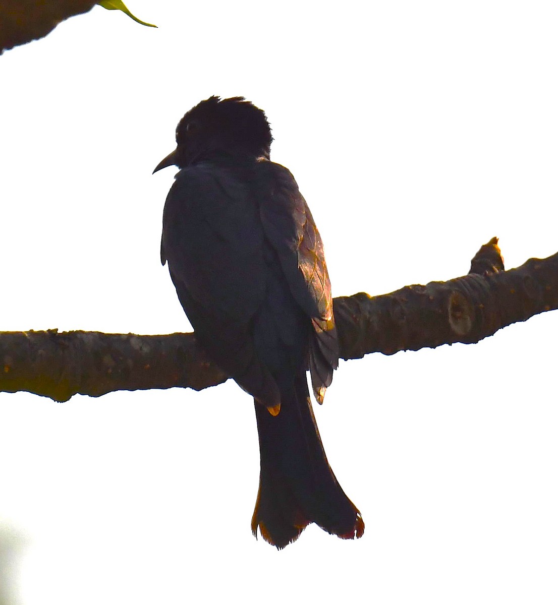 Square-tailed Drongo-Cuckoo - ML620778979