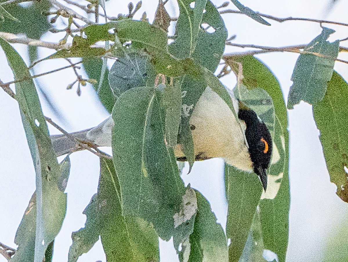 White-naped Honeyeater - ML620778981