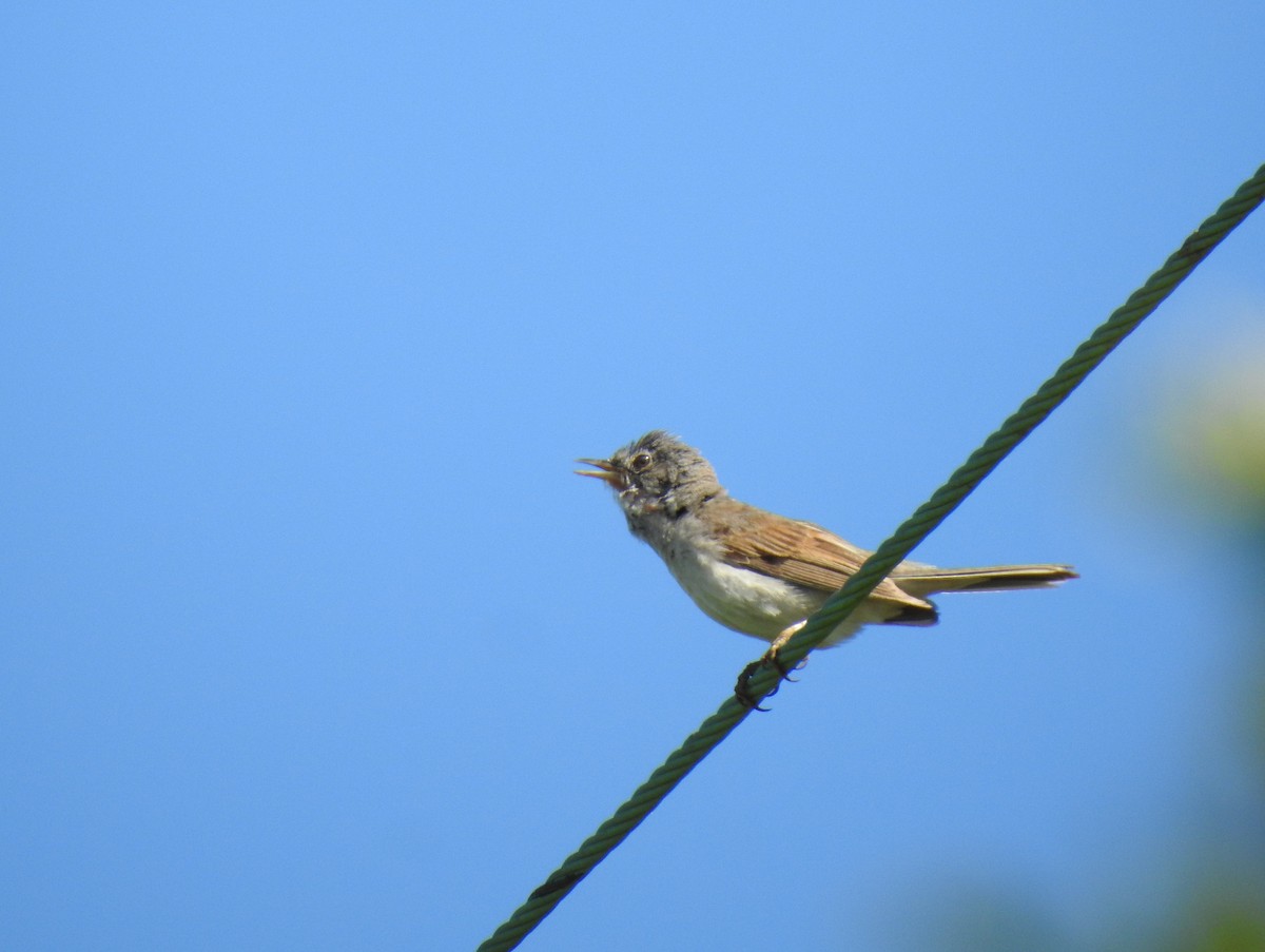 Greater Whitethroat - ML620778984