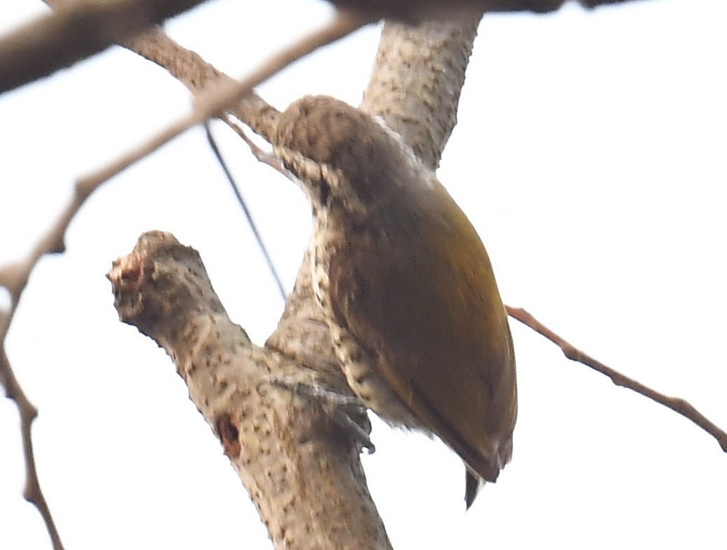 Speckled Piculet - ML620778985