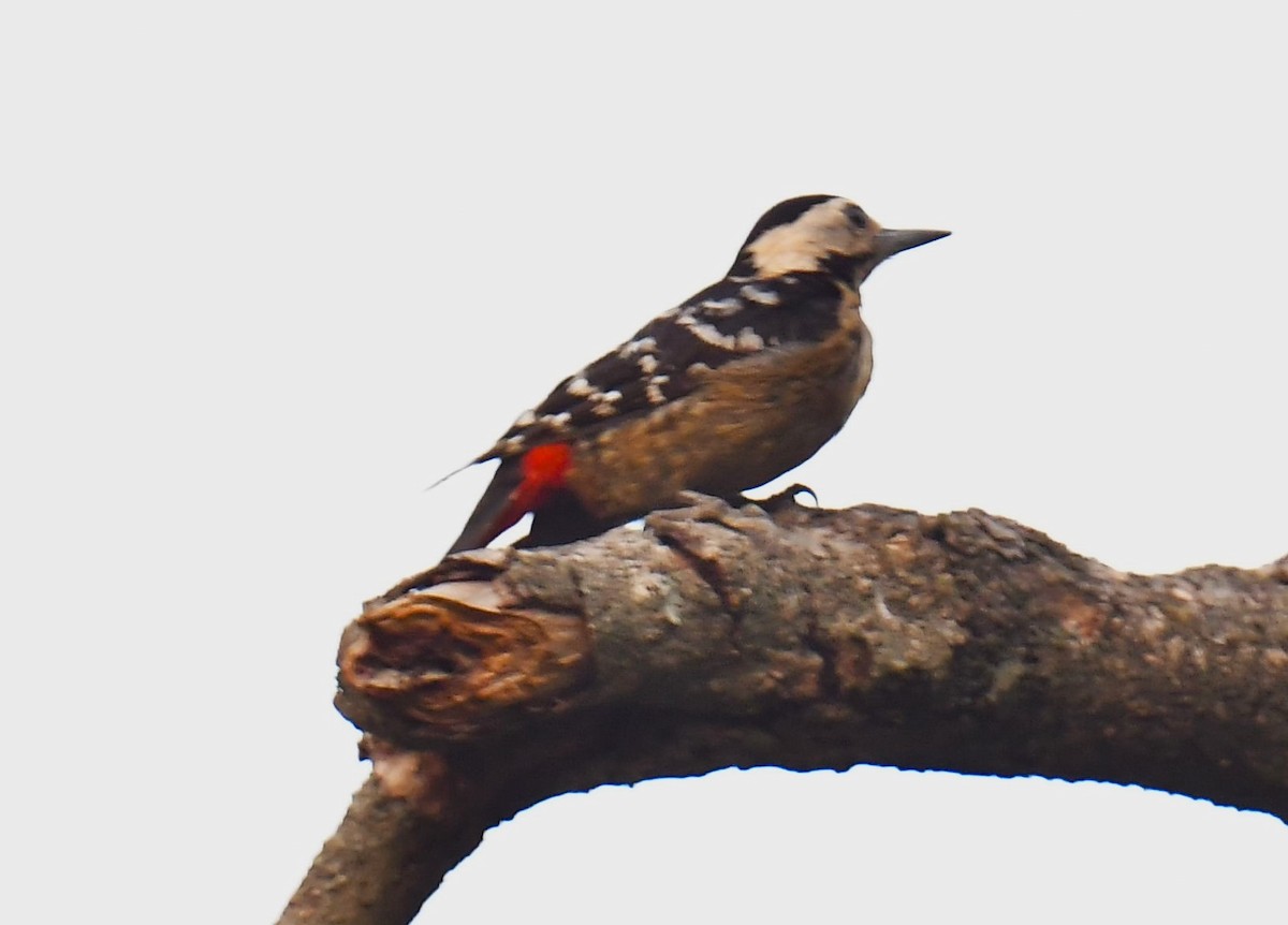 Brown-fronted Woodpecker - ML620778989