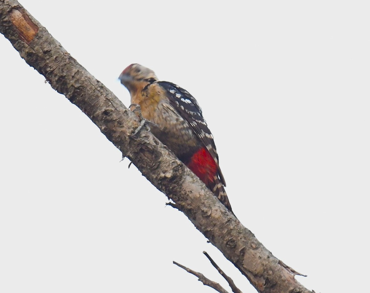 Brown-fronted Woodpecker - ML620778990