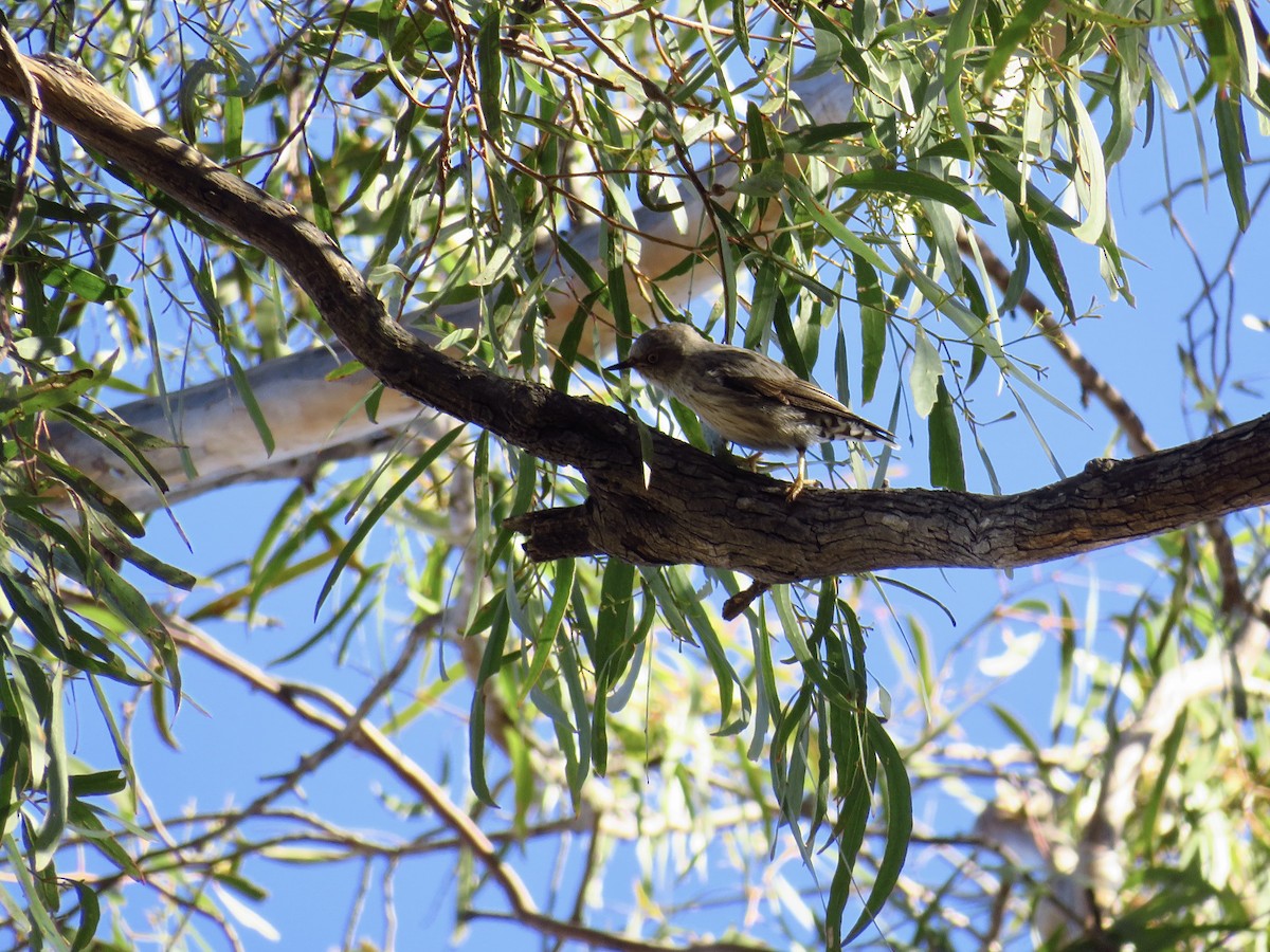 Varied Sittella - ML620778993