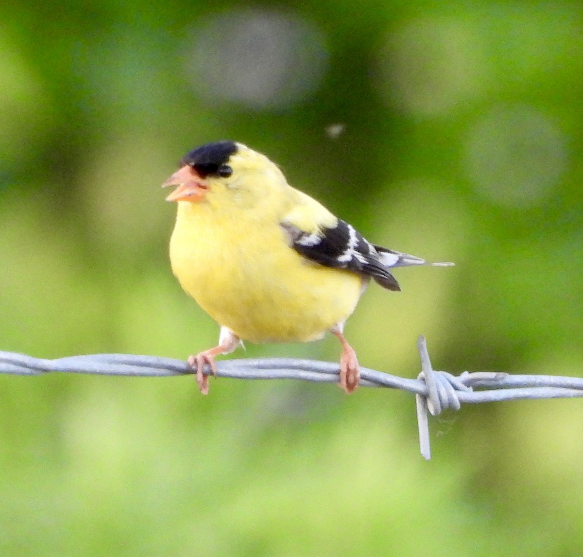 American Goldfinch - ML620778996