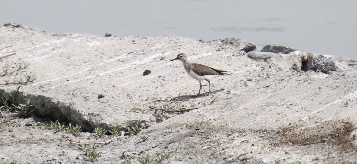 Common Sandpiper - ML620779006