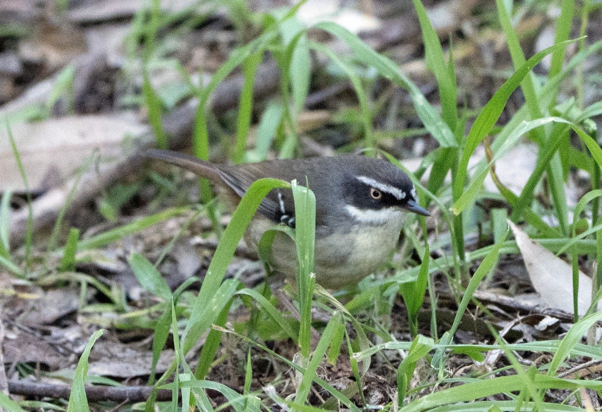 Weißbrauensericornis - ML620779007