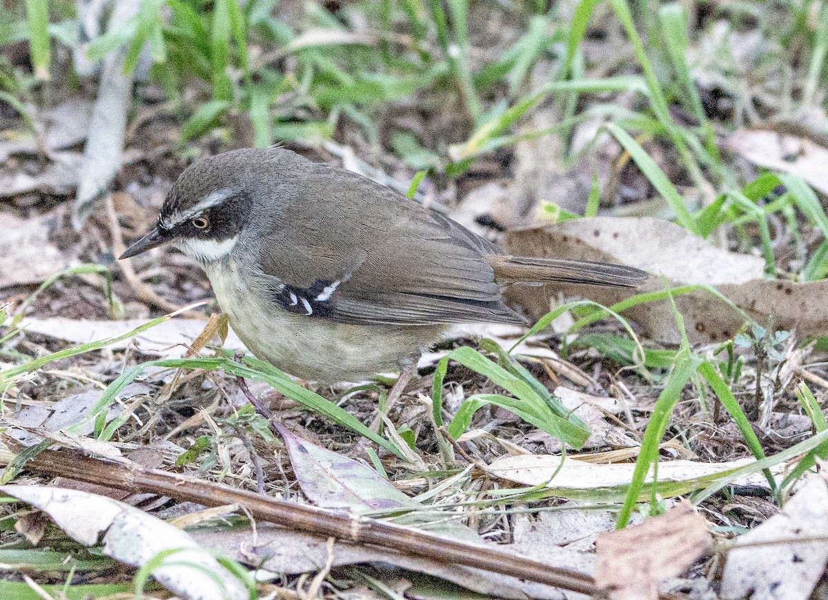 Weißbrauensericornis - ML620779010