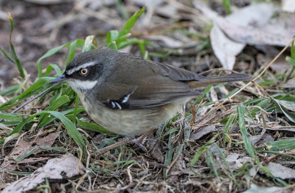 White-browed Scrubwren - David Carson