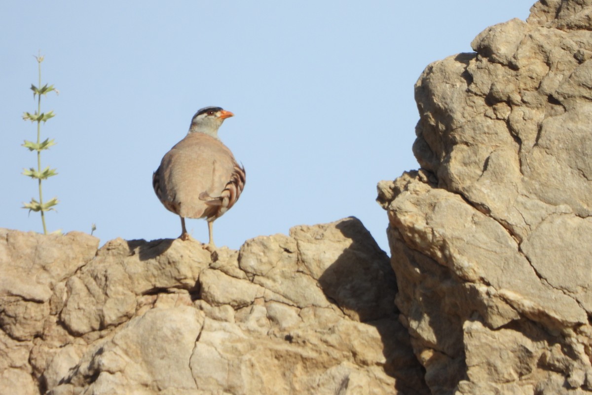 See-see Partridge - ML620779013