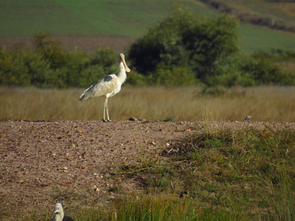 Yellow-billed Spoonbill - ML620779014