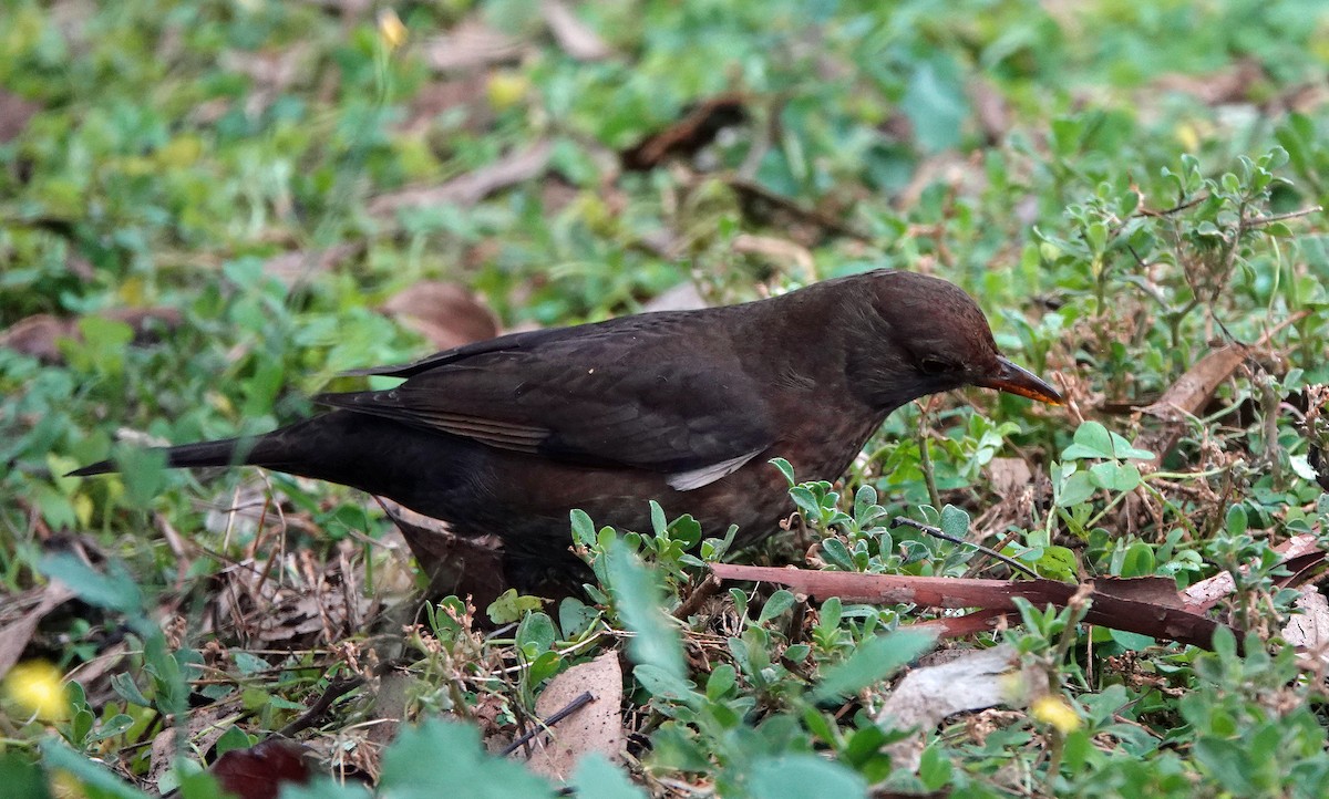 Amsel - ML620779015