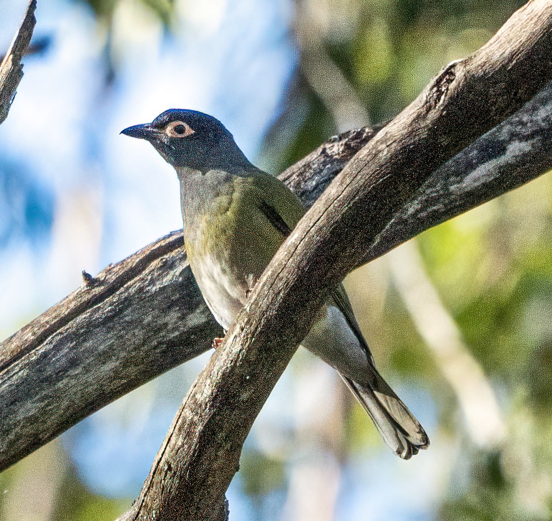 Australasian Figbird - ML620779017