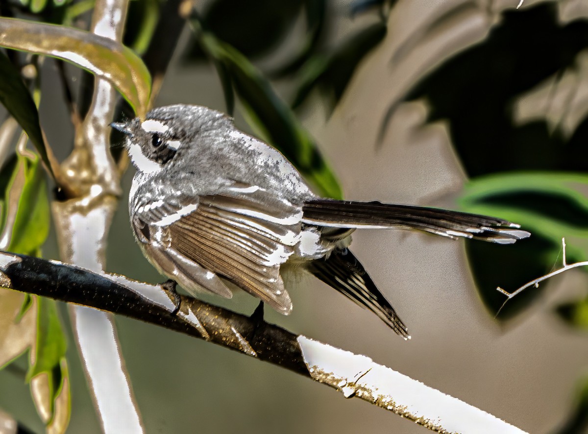 Gray Fantail - ML620779020