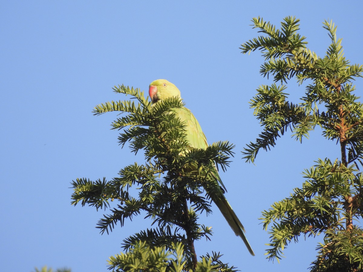 Rose-ringed Parakeet - ML620779022