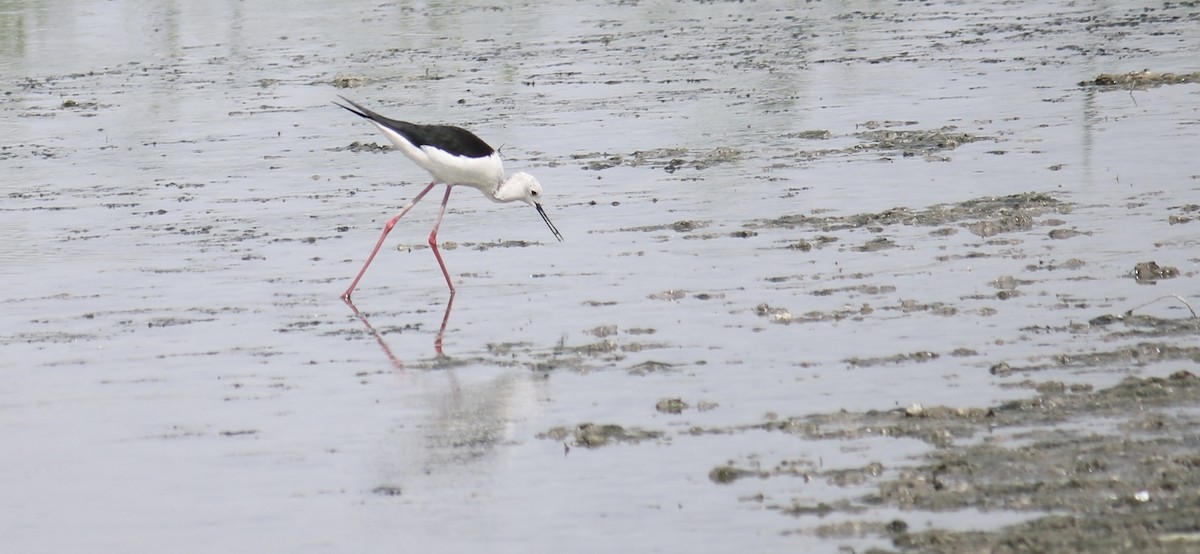 Black-winged Stilt - Deepak Gujar