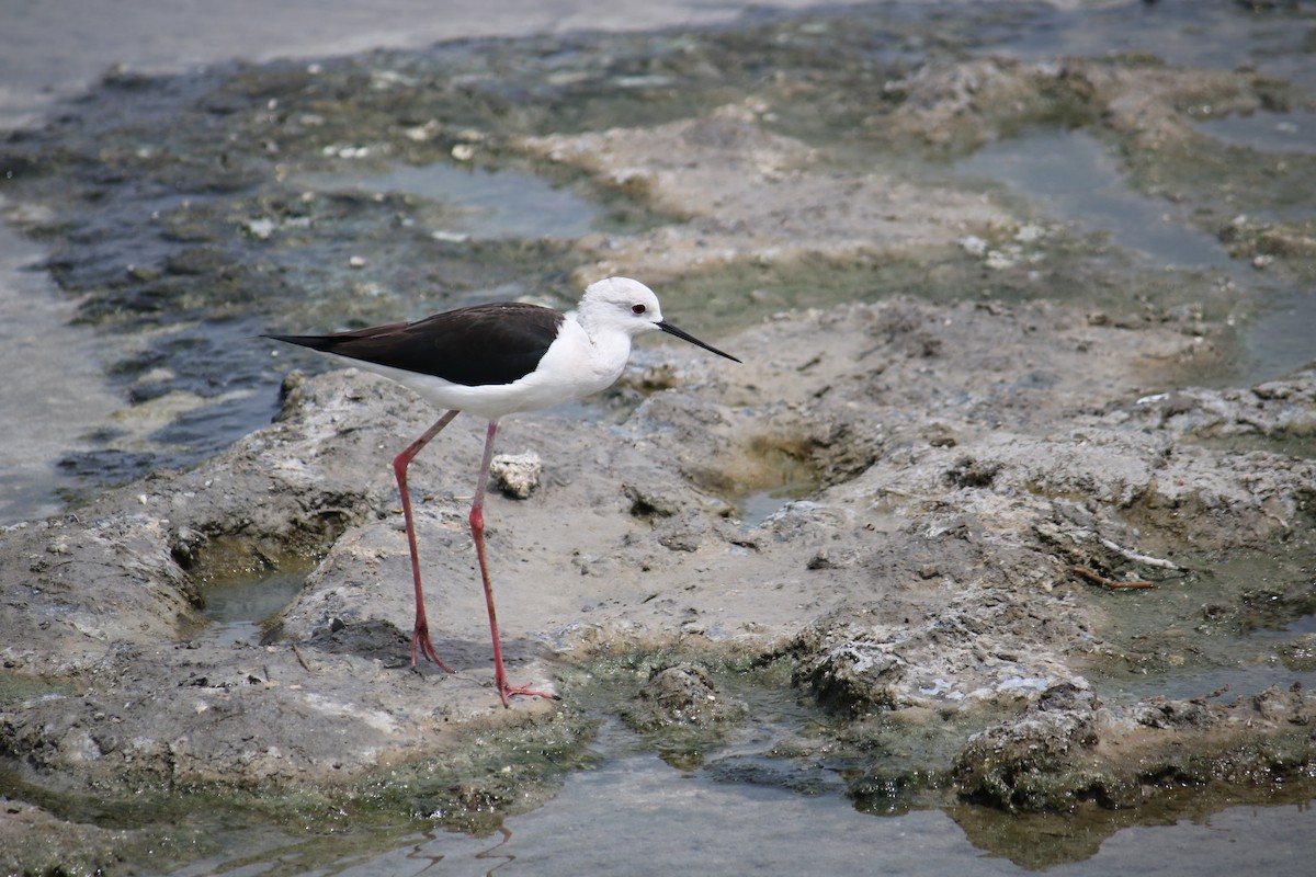 Black-winged Stilt - ML620779026