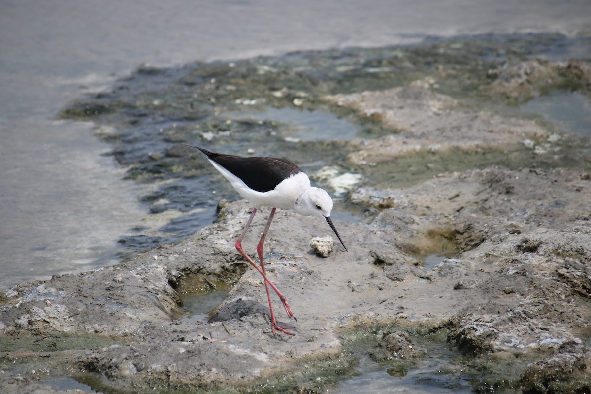 Black-winged Stilt - ML620779027