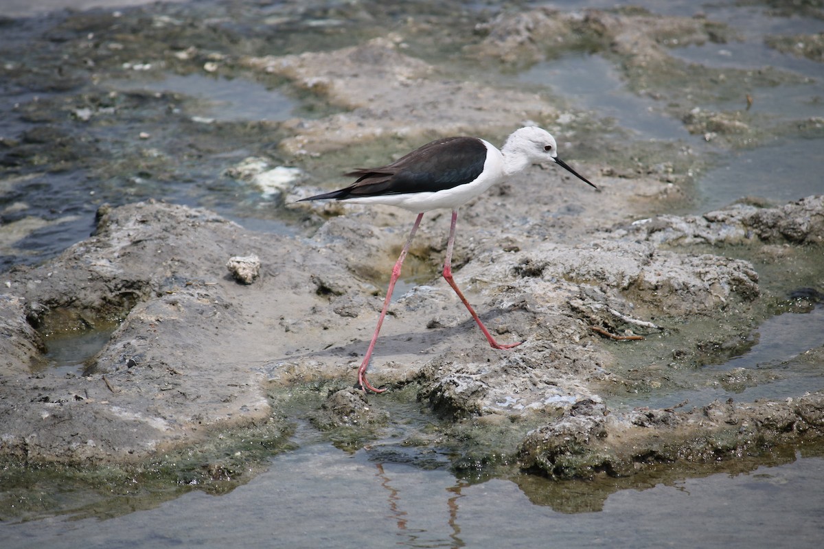 Black-winged Stilt - ML620779028