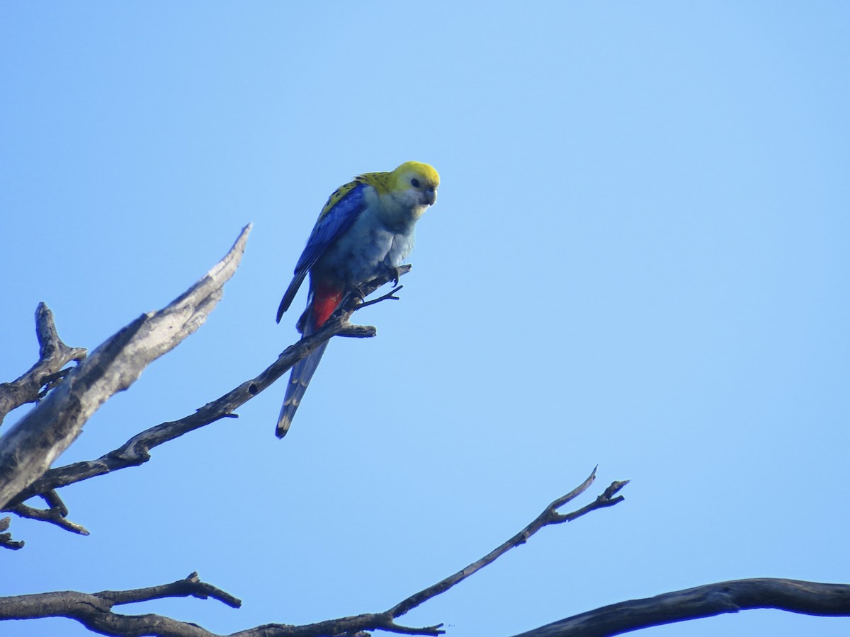 Pale-headed Rosella - ML620779030