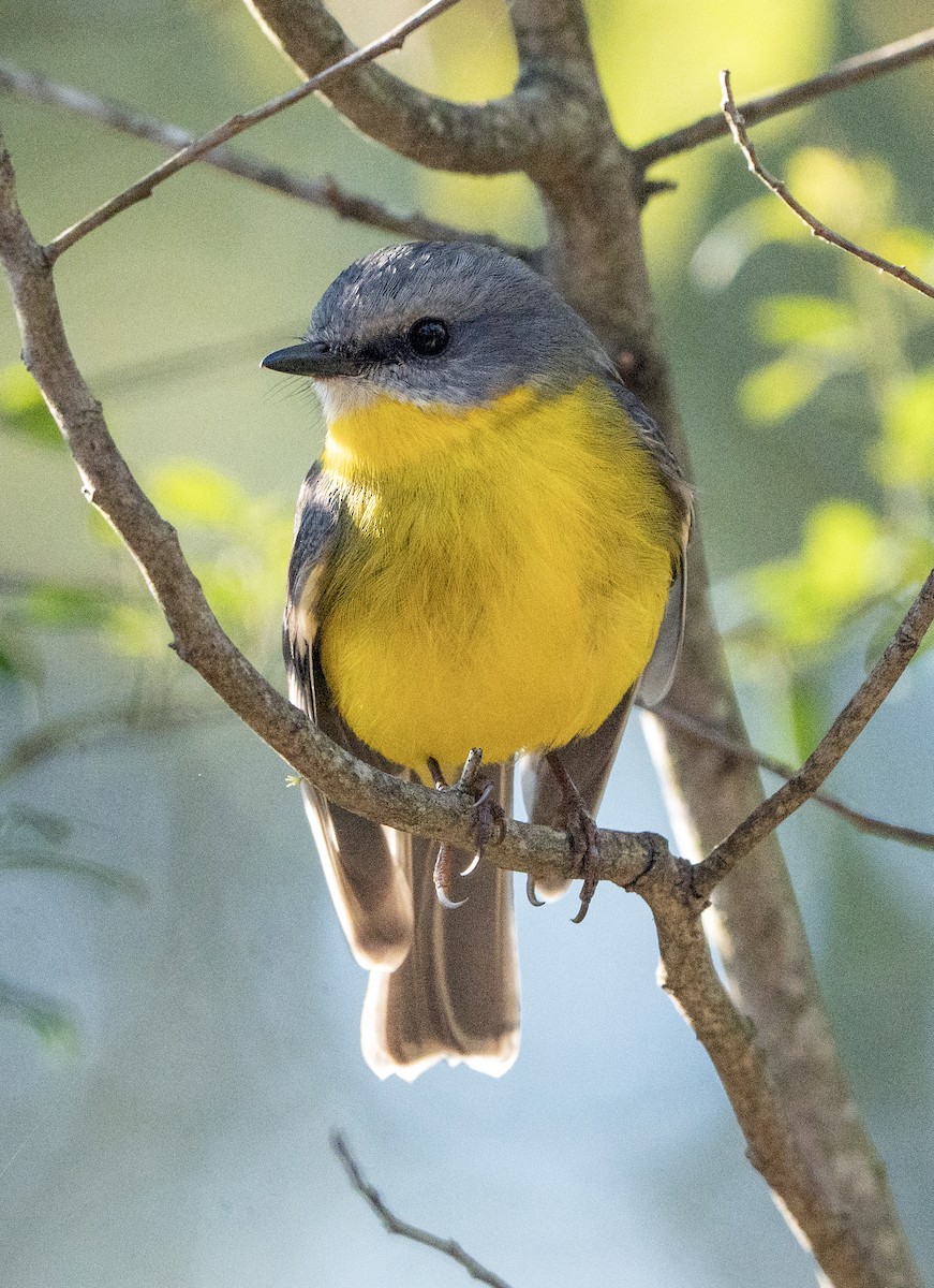 Eastern Yellow Robin - ML620779036