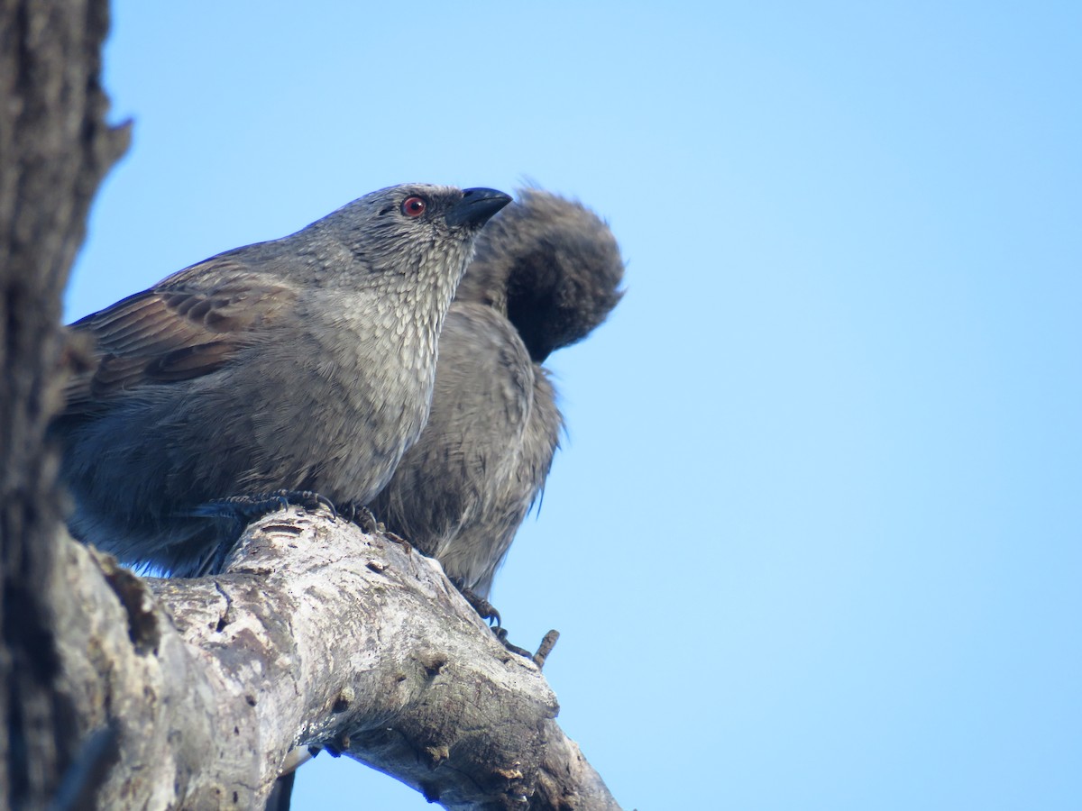 Apostlebird - Albert Ross