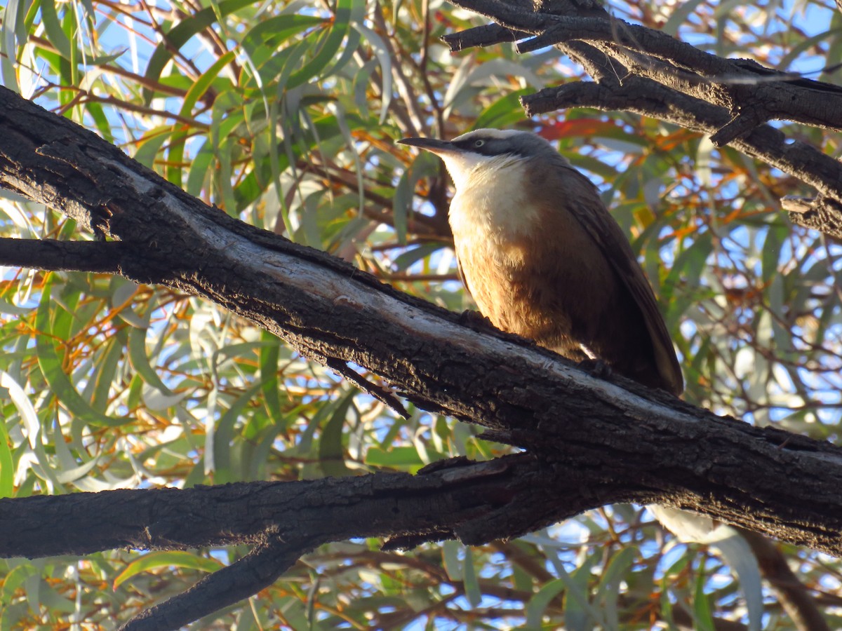 Gray-crowned Babbler - ML620779039