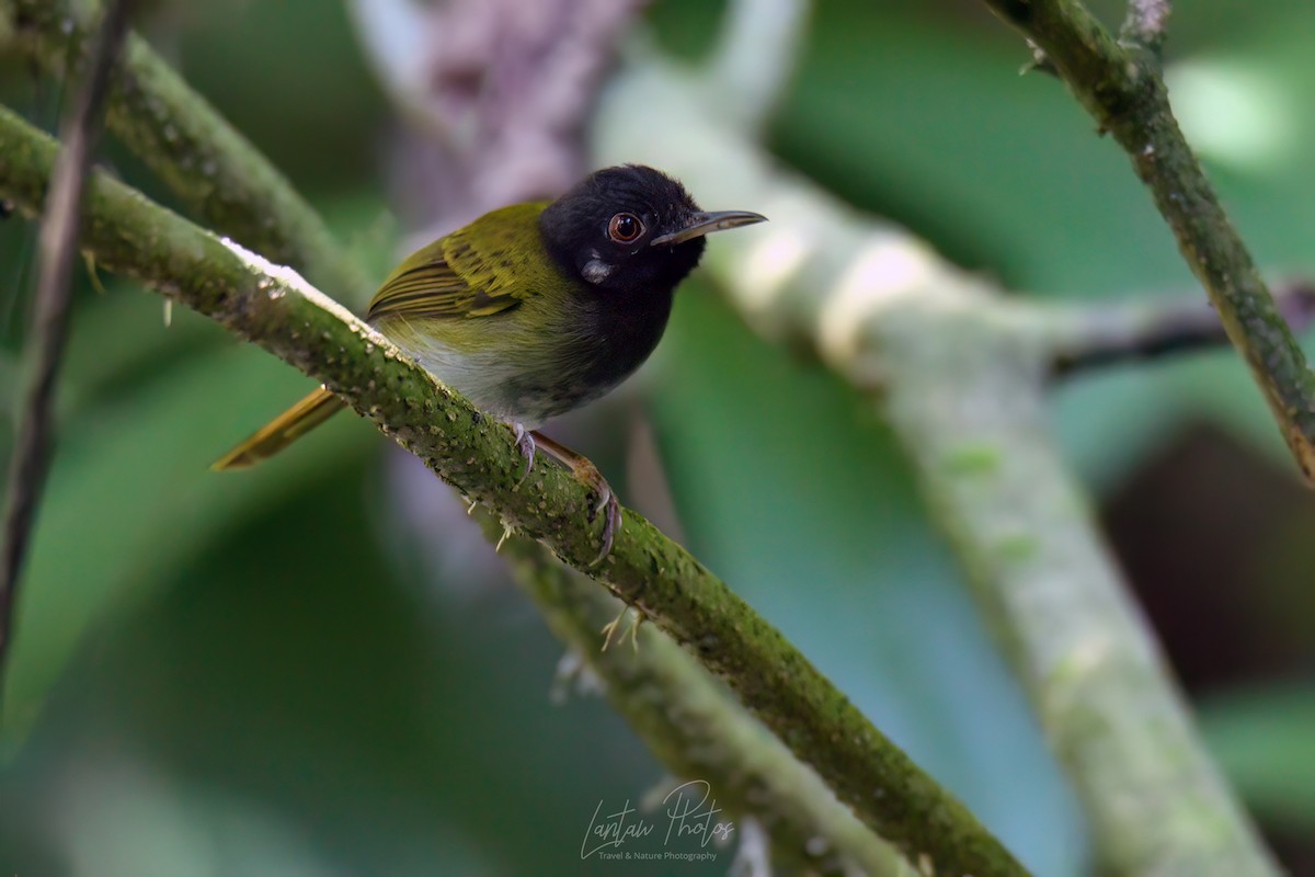 White-eared Tailorbird - ML620779040