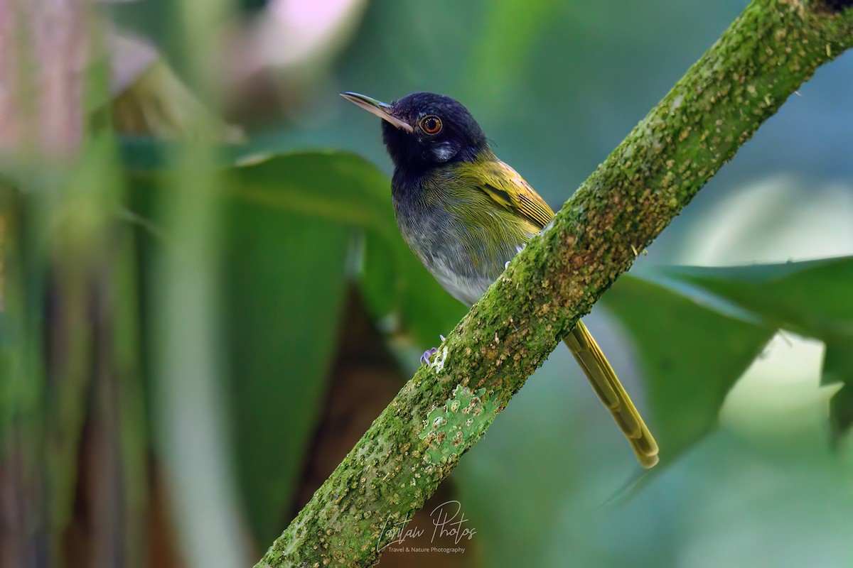 White-eared Tailorbird - Allan Barredo