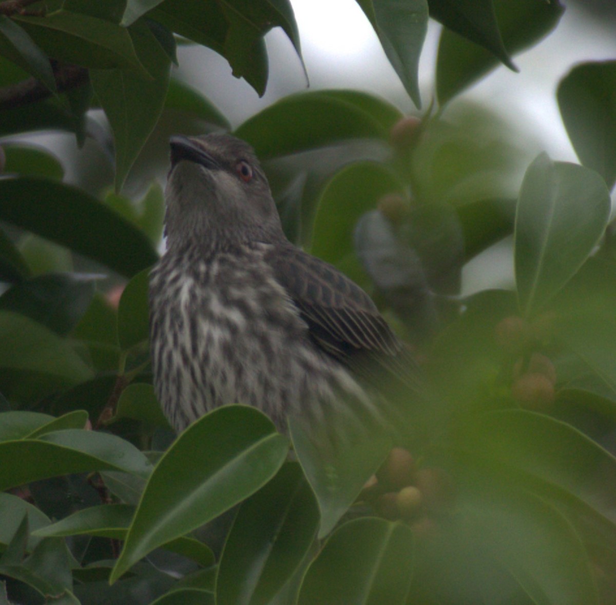 Asian Glossy Starling - ML620779045