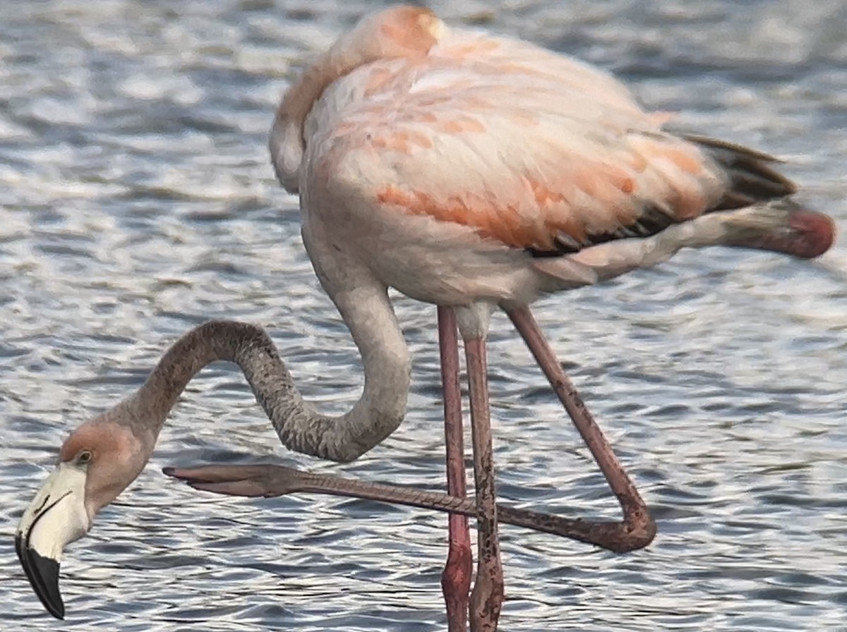 American Flamingo - ML620779046