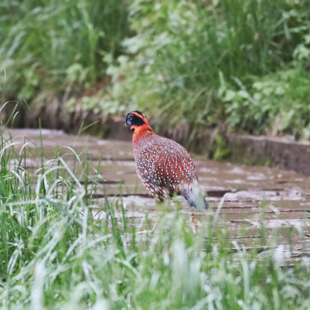 Temminck's Tragopan - ML620779048