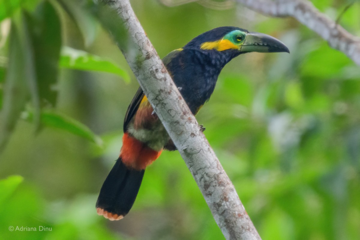 Toucanet de Reinwardt - ML620779051