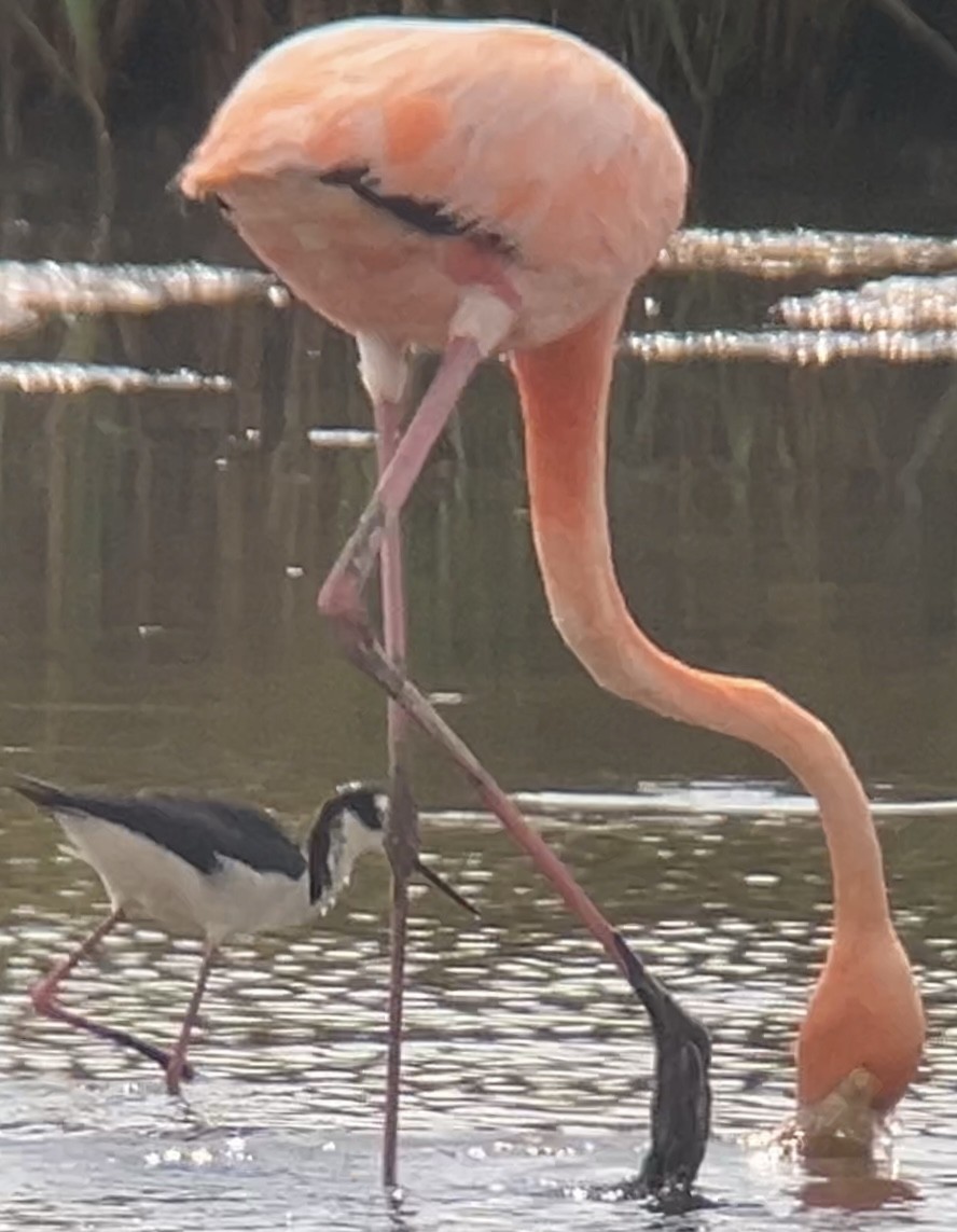 American Flamingo - ML620779054