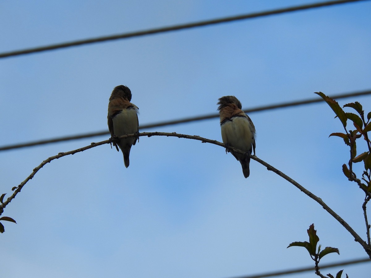 Chestnut-breasted Munia - ML620779057