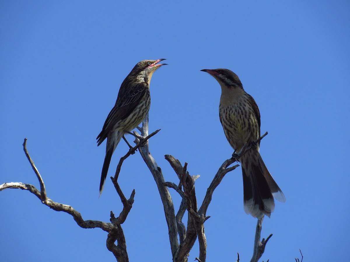 Spiny-cheeked Honeyeater - Albert Ross