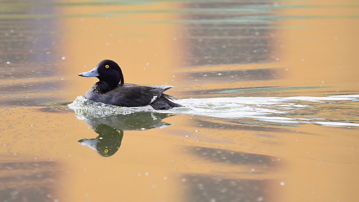 Tufted Duck - Arup Ghosh