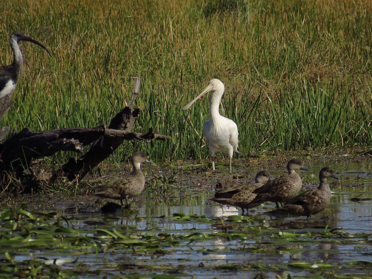 Yellow-billed Spoonbill - ML620779063