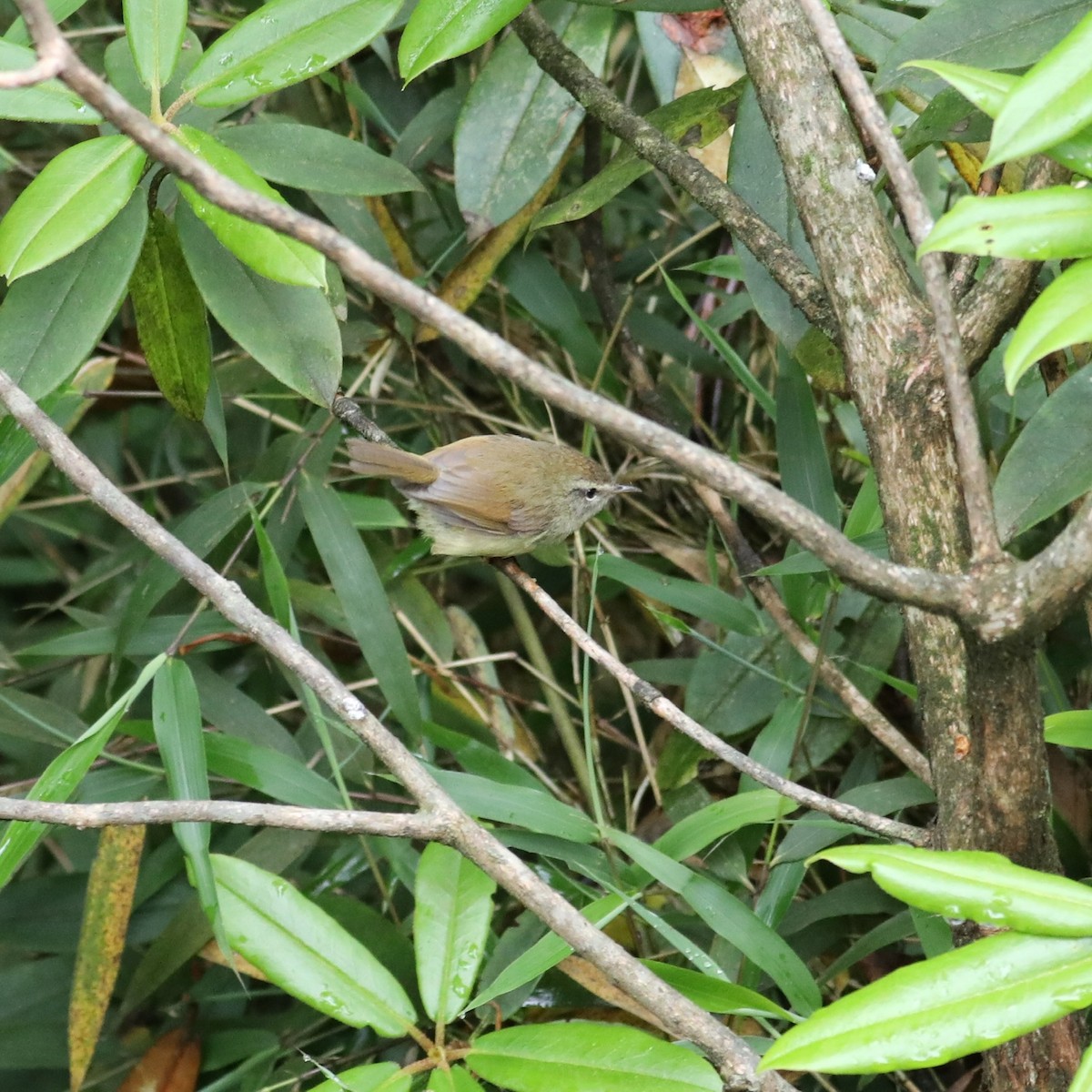 Yellowish-bellied Bush Warbler - ML620779064