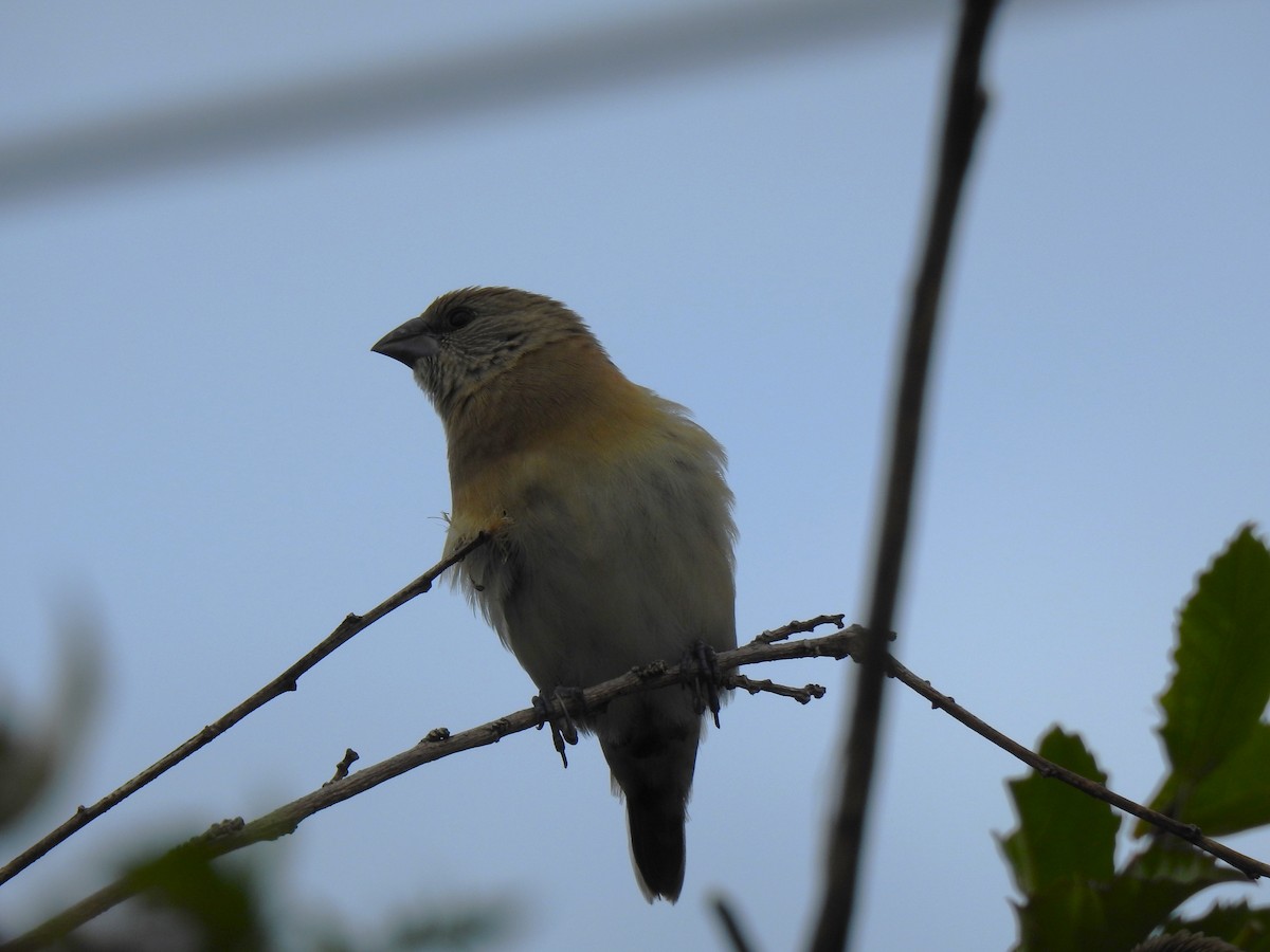 Chestnut-breasted Munia - ML620779065